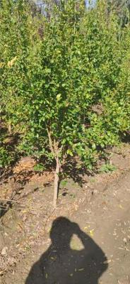 毕节5公分石榴苗泰山红石榴苗价格