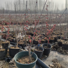 吕梁有实力的北美冬青切支苗圃基地联系电话