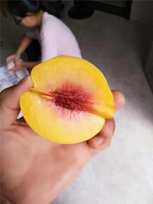 邵阳靠谱的桃树苗价格