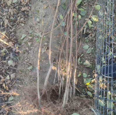 邓州附近的0.5公分杏树成苗苗圃基地