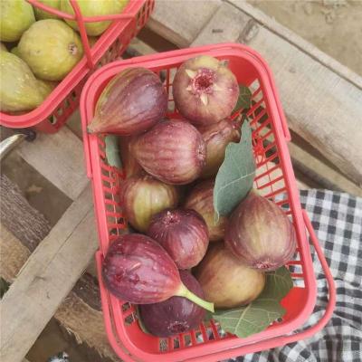 安庆价格实惠的无花果苗种植基地