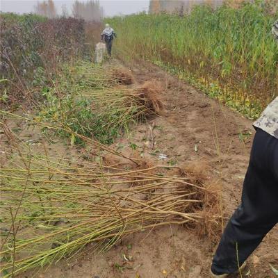 河北优质的桃树原生苗多少钱一棵