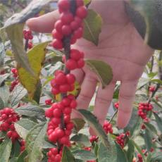 凉山彝族自治州好的北美冬青杯苗批发基地