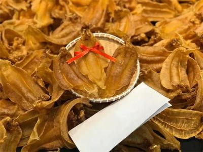 东莞批发花胶鱼胶东莞齿嘴鳘鱼胶批发
