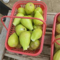 长沙最近的金傲芬无花果苗货到付款