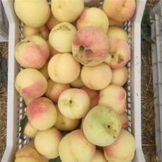 东营省心的油蟠桃桃苗送货上门