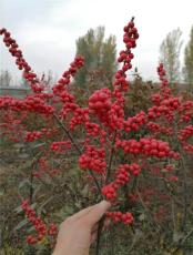 信阳靠谱的北美冬青种植基地电话