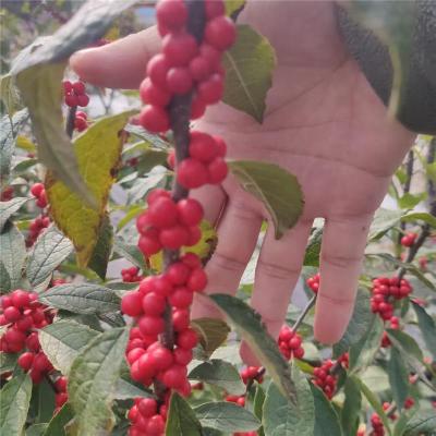 昆明很好的北美冬青切支苗圃基地电话