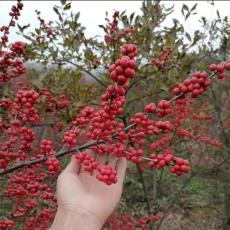 长沙齐全的70公分北美冬青切支出售