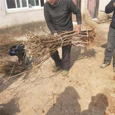 潜江有实力的黄桃桃苗苗圃基地