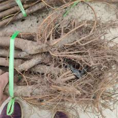 广西价格实惠的大青皮无花果苗苗圃基地在哪里