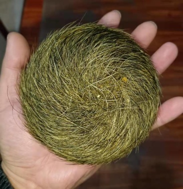 苏州猪宝鉴定交易是真的吗