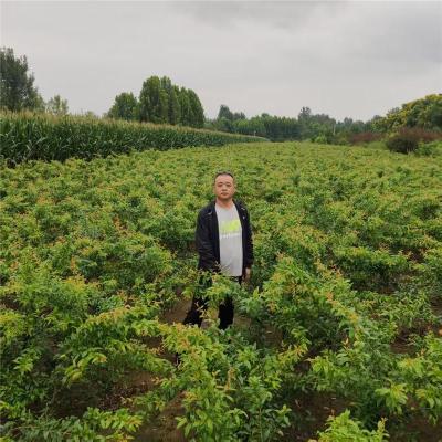 甘南藏族自治州2公分的泰山红石榴苗批发