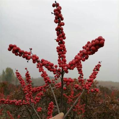 杭州附近的奥斯特北美冬青产地电话