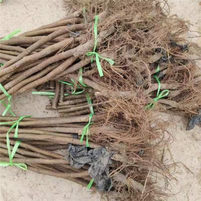 厦门价格实惠的金傲芬无花果苗联系方式