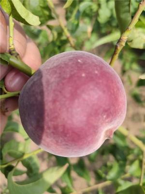 铜陵优良的金秋红蜜桃苗苗圃基地