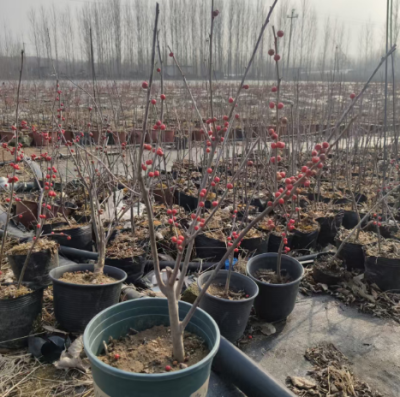 澄迈县很好的北美冬青切支苗圃基地联系电话