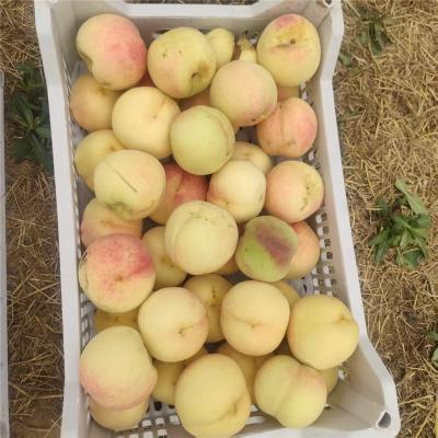 乌鲁木齐有实力的突围桃苗多少钱一棵