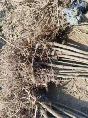 东莞价格实惠的金傲芬无花果苗货到付款