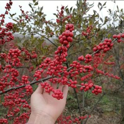 铜仁最近的东黄北美冬青批发基地