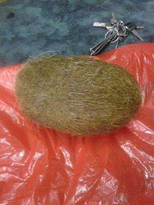 咸宁猪宝拍卖鉴定靠谱吗