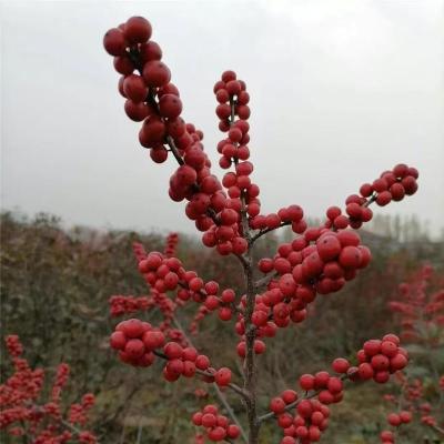 林州价格低的东黄北美冬青种植基地电话