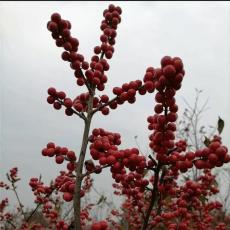 菏泽齐全的70公分北美冬青切支联络方式