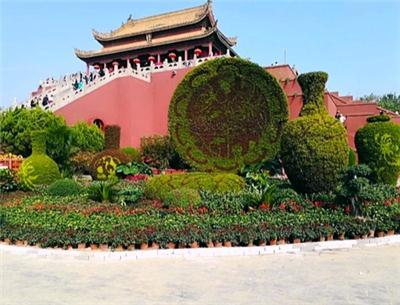 细聊五色草造型公司，推荐诚信之选，费用怎么算？