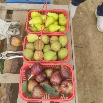 运城口碑好的无花果苗基地电话