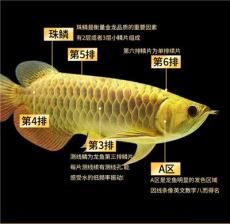 有实力的观赏鱼养殖基地盘点，御福龙观赏鱼基本信息及规模分析