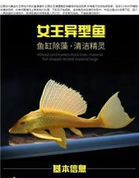 细聊御福龙观赏鱼，健康保障措施及市场口碑情况分析