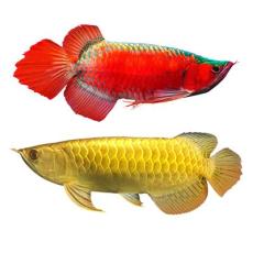 分享御福龙观赏鱼存活期、荣誉、培训服务，选哪家好？