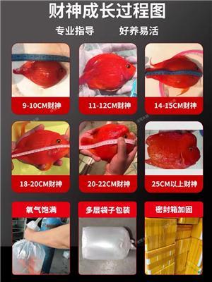 御福龙观赏鱼饲料质量好吗，能延长鱼存活期吗，这里有答案