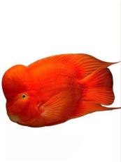 热议口碑好的观赏鱼定制供应商，分享观赏鱼养殖方法诀窍