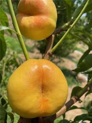 登封有实力的金秋红蜜桃苗联系方式