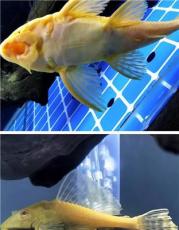 有实力的观赏鱼提供商推荐，探讨哪家售后更靠谱