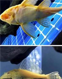 有实力的观赏鱼提供商推荐，探讨哪家售后更靠谱