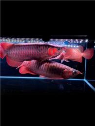 探寻靠谱的观赏鱼繁育基地和专卖店，了解观赏鱼混养的搭配原则