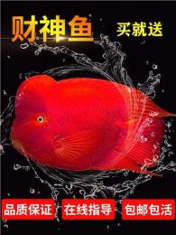 2026年观赏鱼零售商哪个值得选，价格与品质全解析