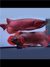 聊聊性价比高的观赏鱼水族店，哪个值得选为你解读