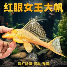 2026性价比高的观赏鱼饲料推荐，好用不贵让鱼儿健康成长