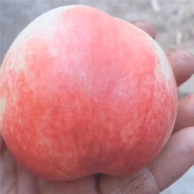 绍兴实惠的桃树原生苗联系方式