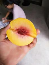 淮阴地区省心的油蟠桃桃苗附近哪里有